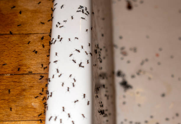 Best Termite Control Services  in Sun Valley, NV