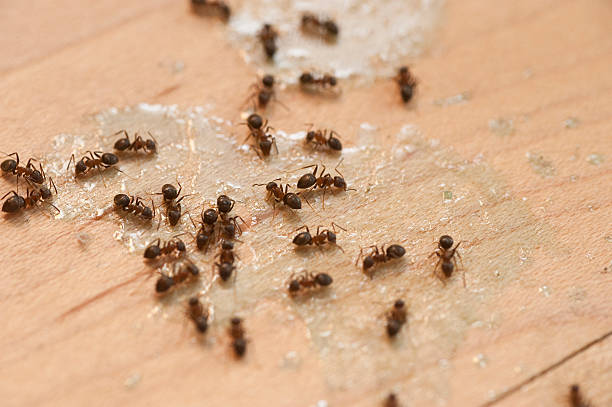 Best Residential Pest Control  in Sun Valley, NV